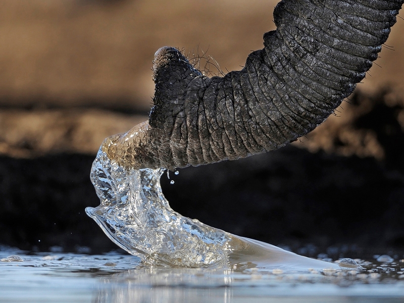 194 - ELEPHANT TRUNK - KRUGER WILLEM - south africa.jpg